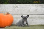 Prachtige Franse Bulldog pupjes, Dieren en Toebehoren, België, CDV (hondenziekte), 8 tot 15 weken, Bulldog