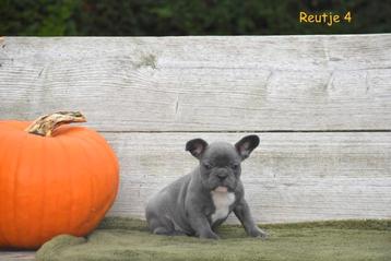 Prachtige Franse Bulldog pupjes  beschikbaar voor biedingen