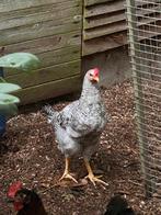 Cream legbar haantjes., Dieren en Toebehoren, Mannelijk, Kip