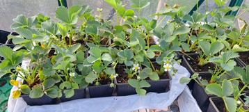 jonge aardbeien planten 6 voor 5€ beschikbaar voor biedingen