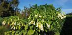 Brugmansia wit, Tuin en Terras, Planten | Tuinplanten, Ophalen of Verzenden