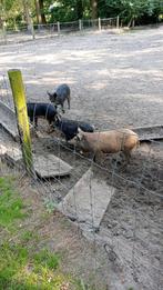 Biggen mangalica /wolvarken, Animaux & Accessoires, Moutons, Chèvres & Cochons