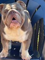 dekreu engelse bulldog, Dieren en Toebehoren, Honden | Bulldogs, Pinschers en Molossers, België, Reu, CDV (hondenziekte), Bulldog