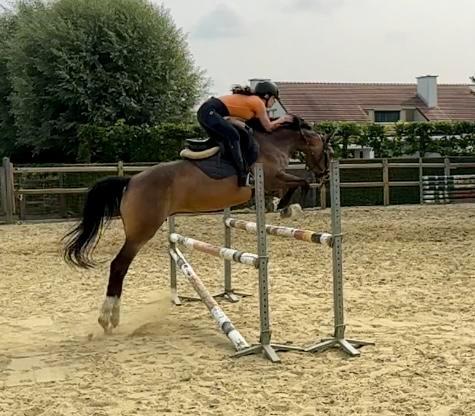 D pony, Dieren en Toebehoren, Pony's, Merrie, B, D pony (1.37m tot 1.48m), Springpony