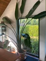 Grote strelitzia, Huis en Inrichting, Kamerplanten, Ophalen