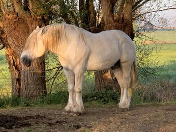 Percheron Dekhengsten 2025 - Stal Rocinante, Gechipt, Hengst, L, Tuigpaard