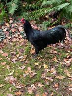 Australorp haan, Dieren en Toebehoren, Mannelijk