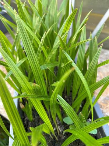 Trachycarpus Martianus 'Nepal' zaailingen beschikbaar voor biedingen