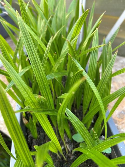Trachycarpus Martianus 'Nepal' zaailingen, Tuin en Terras, Planten | Tuinplanten, Vaste plant, Overige soorten, Volle zon, Ophalen of Verzenden