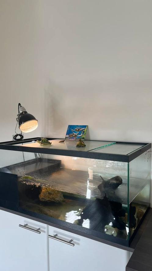 Aquarium voor schildpadden, Dieren en Toebehoren, Vissen | Aquaria en Toebehoren, Gebruikt, Overige typen, Ophalen