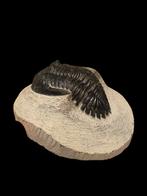 Prachtige trilobiet uit marokko 6,8 cm matrix., Verzamelen, Ophalen of Verzenden