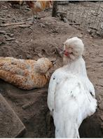 De laatste broedeieren dit seizoen !!!, Dieren en Toebehoren