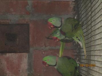 alexander beschikbaar voor biedingen