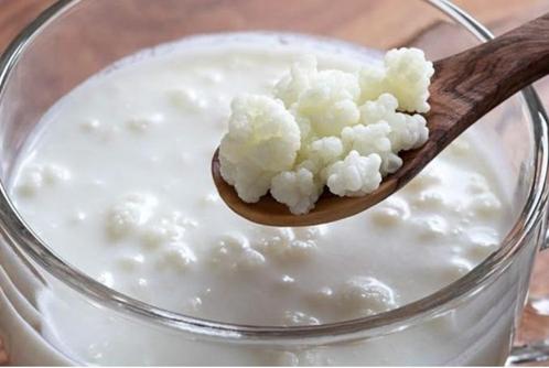 Milk kefir grains / grains de kéfir de lait, Diversen, Levensmiddelen, Ophalen