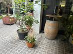 5 houten tonnen te koop, Tuin en Terras, Ophalen, Zo goed als nieuw