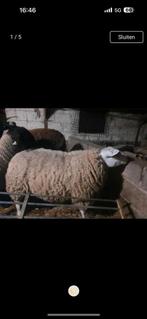 Aankoop van alle schapen rassen, Dieren en Toebehoren, Schapen, Geiten en Varkens, Geit