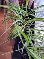 Graslelie,chlorophytum hawaiian kamerplanten, Ophalen