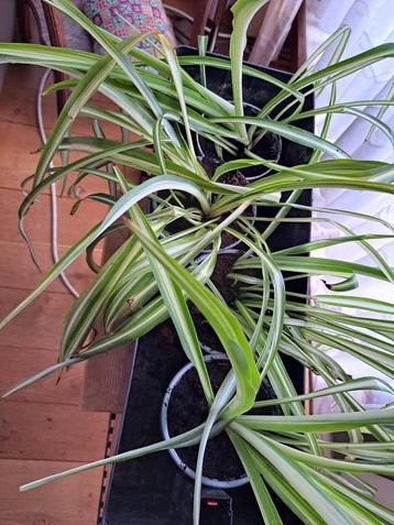 Graslelie,chlorophytum hawaiian kamerplanten beschikbaar voor biedingen
