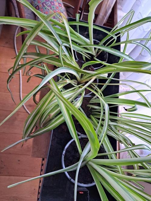 Graslelie,chlorophytum hawaiian kamerplanten, Huis en Inrichting, Kamerplanten, Ophalen