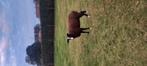 Dek rammen, Dieren en Toebehoren