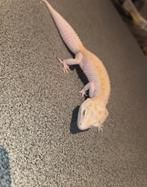 Reptile gecko léopard, Enlèvement