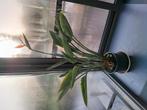 Strelitzia / paradijsvogelbloem, Tuin en Terras, Ophalen, Zomer