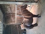 10jarige brave hengst, Dieren en Toebehoren, Paarden, Minder dan 160 cm, Gechipt, Hengst, 7 tot 10 jaar
