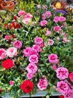 Dianthus Oscar Trixie, anjer., Ophalen