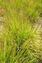 Sesleria autumnalis, Ophalen