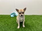 Kruising Chihuahua pups, Dieren en Toebehoren, België, 8 tot 15 weken, CDV (hondenziekte), Meerdere