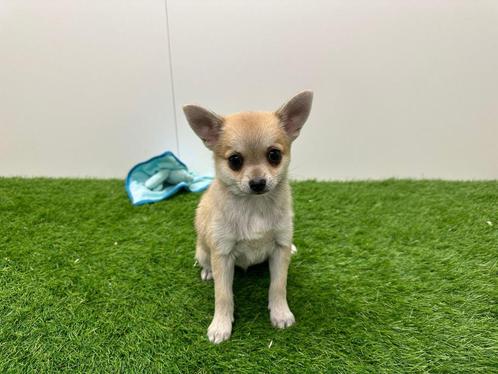 Kruising Chihuahua pups, Dieren en Toebehoren, Honden | Chihuahua's en Gezelschapshonden, Reu, Overige rassen, Fokker | Professioneel