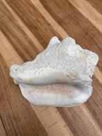 Conch schelp 20 cm x 16 cm, Verzamelen, Ophalen, Schelp(en)