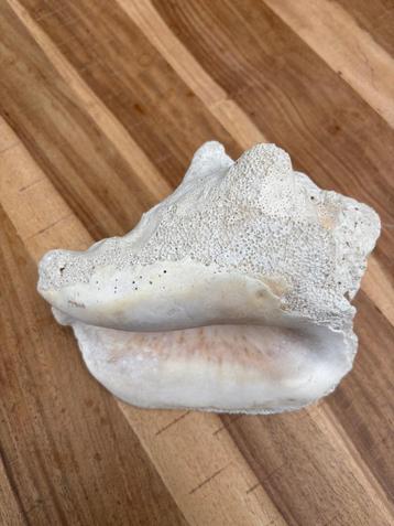 Conch schelp 20 cm x 16 cm beschikbaar voor biedingen