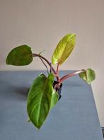 Philodendron painted lady, Ophalen of Verzenden