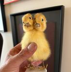 Zeldzamere taxidermie van eendenkuiken, Ophalen