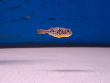 Tetraodon schoutedeni 3cm beschikbaar voor biedingen