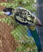 Gevraagd!!! BROWN ROSELLA, Meerdere dieren, Geringd