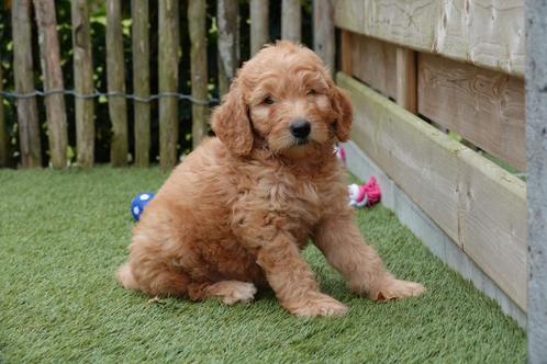 Prachtige labradoodle pups met ouders te zien, Dieren en Toebehoren, Honden | Retrievers, Spaniëls en Waterhonden, Meerdere dieren