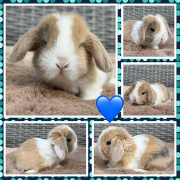 Schattige jonge raszuivere hangoor dwerg baby konijntjes beschikbaar voor biedingen