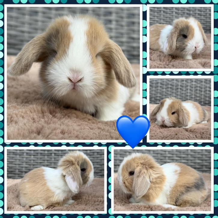 Schattige jonge raszuivere hangoor dwerg baby konijntjes, Dieren en Toebehoren, Konijnen, Dwerg, Meerdere dieren, 0 tot 2 jaar