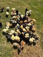 Kuikens te koop, Dieren en Toebehoren, Pluimvee, Geslacht onbekend, Kip