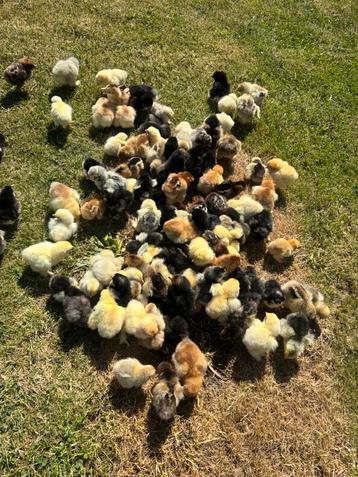Poussins à vendre, Sexe inconnu, Poule ou poulet