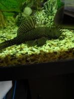 Ancistrus borstelneuzen 3cm of volwassenen, Dieren en Toebehoren, Vissen | Aquariumvissen, Vis, Zoetwatervis