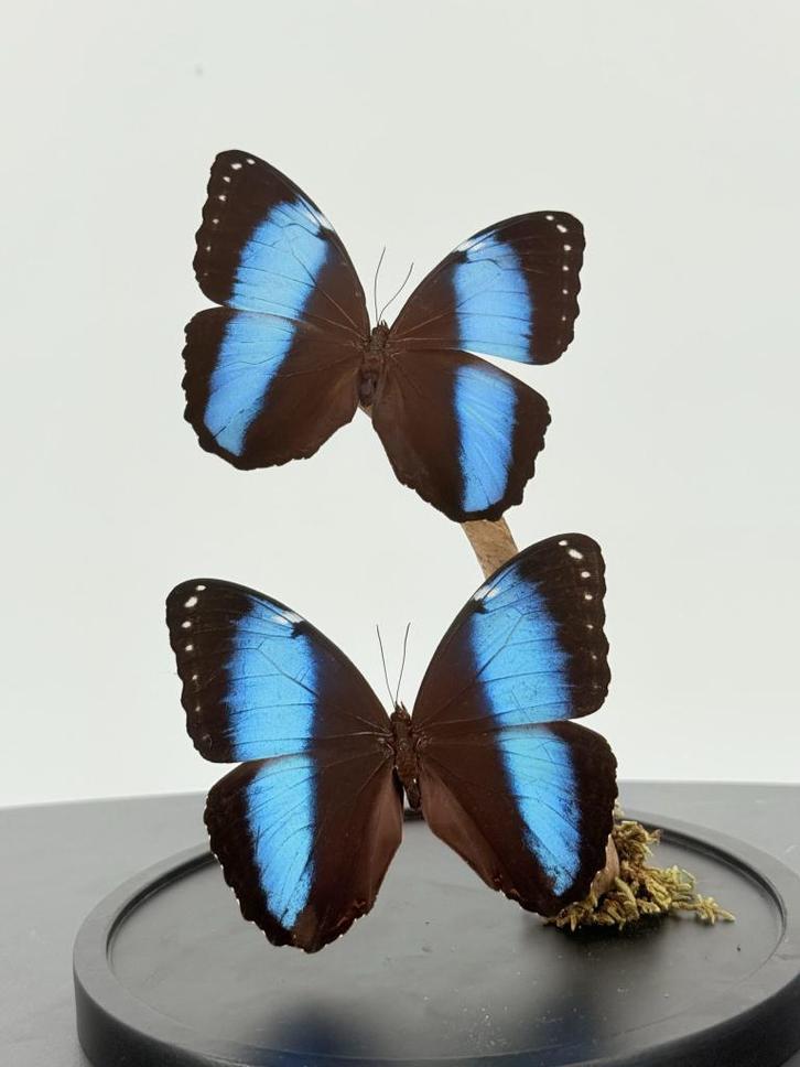 Opgezette Blauwe Morpho in Stolp - Wildernis Atelier, Verzamelen, Dierenverzamelingen