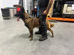 Mechels herder teefje met NVBK stamboom !!!., Dieren en Toebehoren, Honden | Herdershonden en Veedrijvers, België, Fokker | Hobbymatig