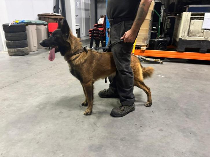 Mechels herder teefje met NVBK stamboom !!!., Dieren en Toebehoren, Honden | Herdershonden en Veedrijvers, Teef, Herder, Fokker | Hobbymatig