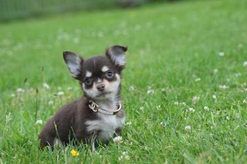 Chihuahua pups alle kleuren keuze uit lang en kortharig beschikbaar voor biedingen
