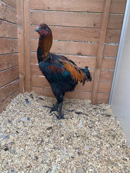 Luikse vechter haan zwart goudhalzig, Dieren en Toebehoren, Pluimvee