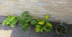 Hosta, Vaste plant, Halfschaduw, Zomer, Ophalen