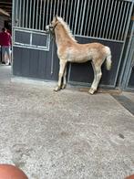 Haflinger hengsteveulen, Dieren en Toebehoren, Paarden, Met stamboom, Minder dan 160 cm, Niet van toepassing, 0 tot 2 jaar